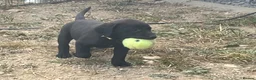 Labrador Retriever dogs for sale: Excellent KC Registered Labrador puppies in Welshpool - Advert 14
