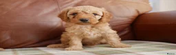Cavapoo dogs for sale: Quality Health Tested F1b Miniature Cavapoos - Advert 3