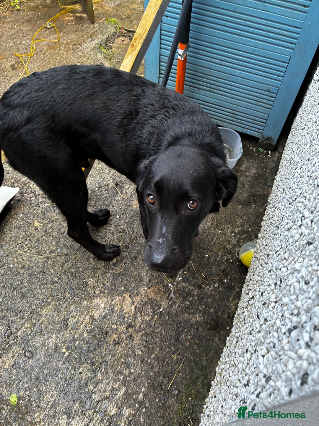 Labrador Retriever dogs for sale: 7 month old lab - Image 4