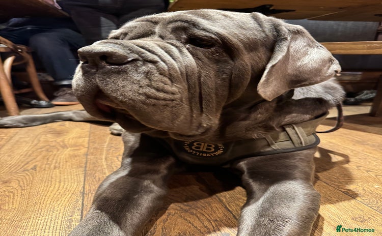 Neapolitan Mastiff dogs - Advert 1