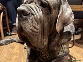 Neapolitan Mastiff dogs - Advert 1