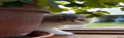 Persian cats for sale: Exotic long haired kittens male and female  - Advert 13