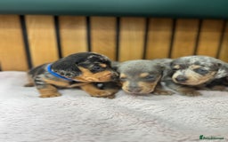 Miniature Dachshund dogs for sale: 5⭐️ Licensed breeder. Kc reg Pra clear - Image 6