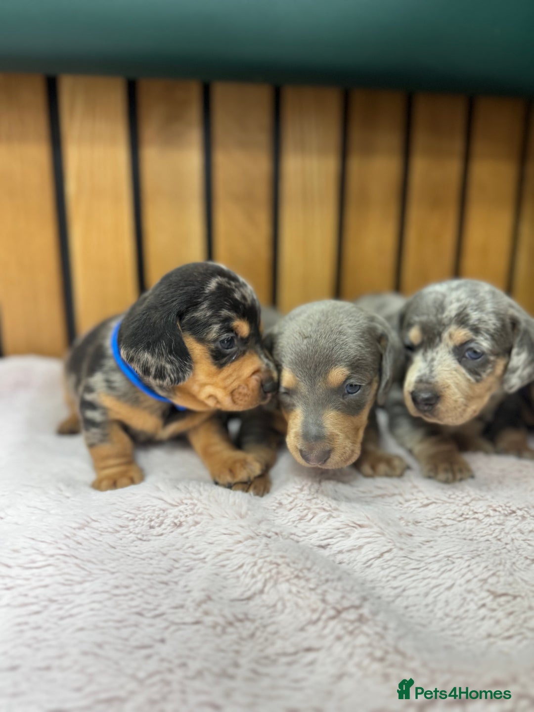 Miniature Dachshund dogs for sale: 5⭐️ Licensed breeder. Kc reg Pra clear - Image 6