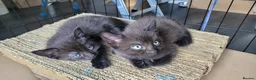 Mixed Breed cats for sale: 5 kittens available 17th October  - Advert 3
