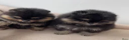 Pomeranian dogs for sale: 👑 Exclusive Rare Black & Tan Pomeranians 👑 - Advert 20