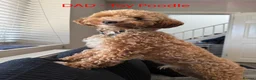 Cockapoo dogs for sale: Toy Poodle x Cockerpoo Puppies - Advert 5