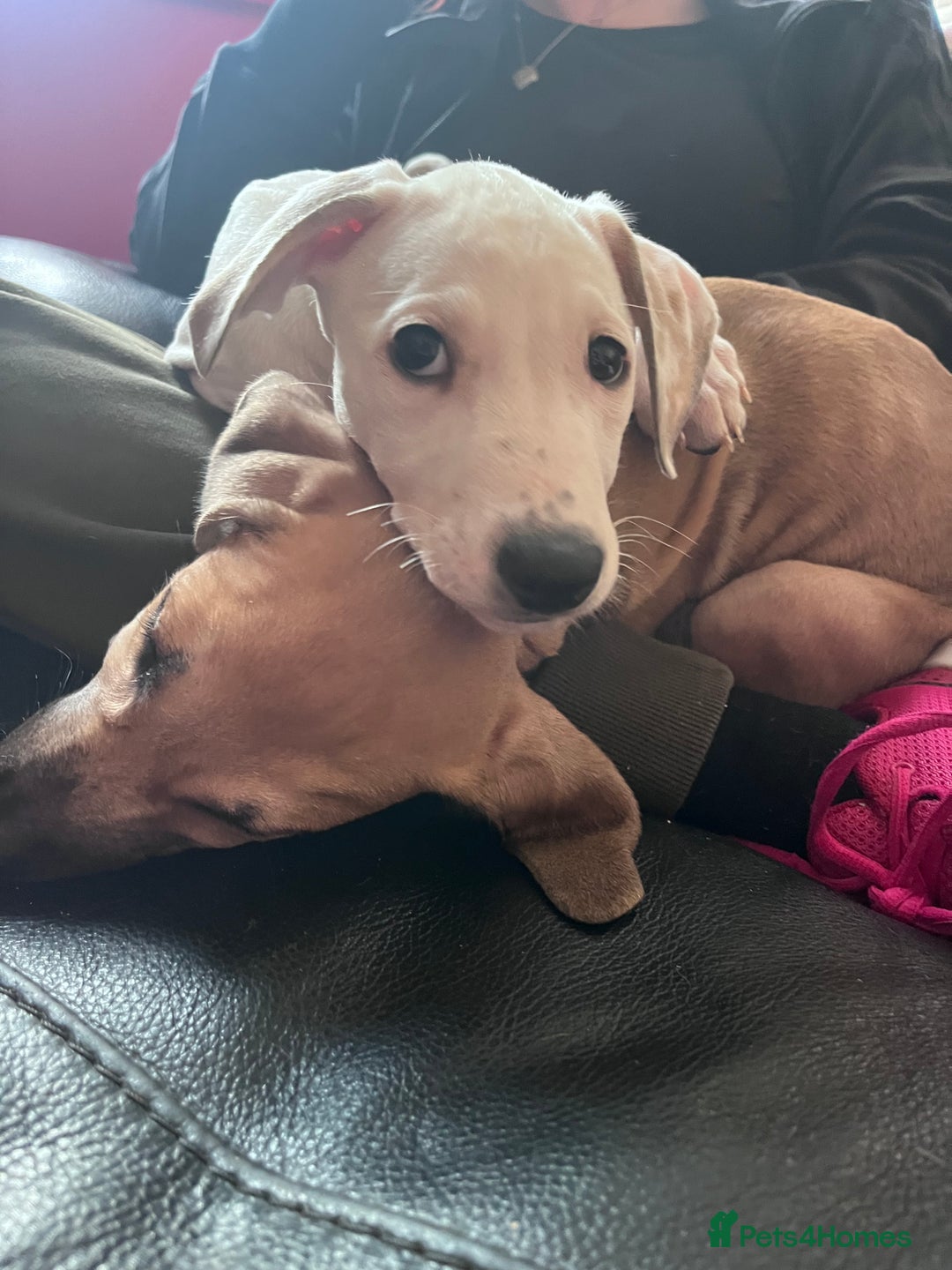 Mixed Breed dogs for sale: Staffy cross  - Advert 6