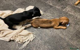 Mixed Breed dogs for sale: Patterjack cross Dachshund  - Image 8