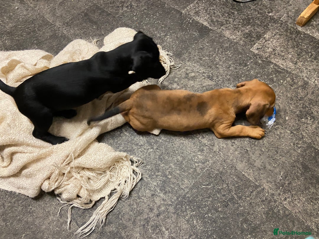 Mixed Breed dogs for sale: Patterjack cross Dachshund  - Image 8