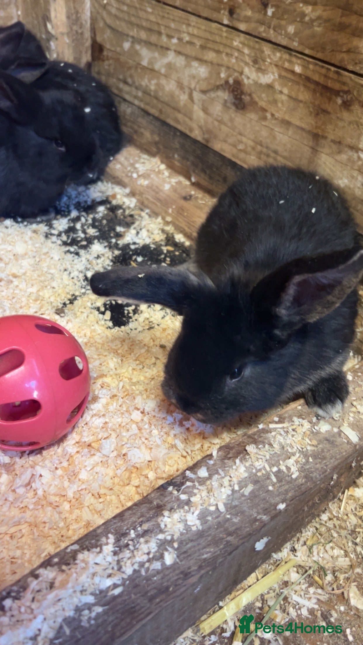 French Lop rabbits Mini French Lop Babies  - Advert 13