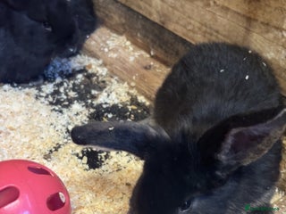 French Lop rabbits Mini French Lop Babies - Advert 1