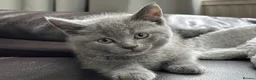 British Shorthair cats for sale: 5 British shorthair kittens for sale - Advert 7