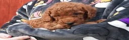 Mixed Breed dogs for sale: 1 RED BOY AVAILABLE TOY X MINIATURE POODLE PUPPIES - Advert 15