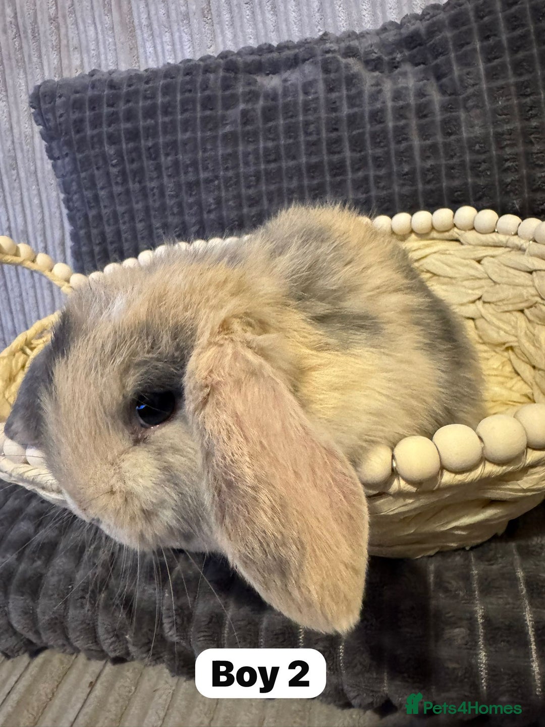 Mini Lop rabbits for sale: ✨ Beautiful Lops ✨  - Advert 2