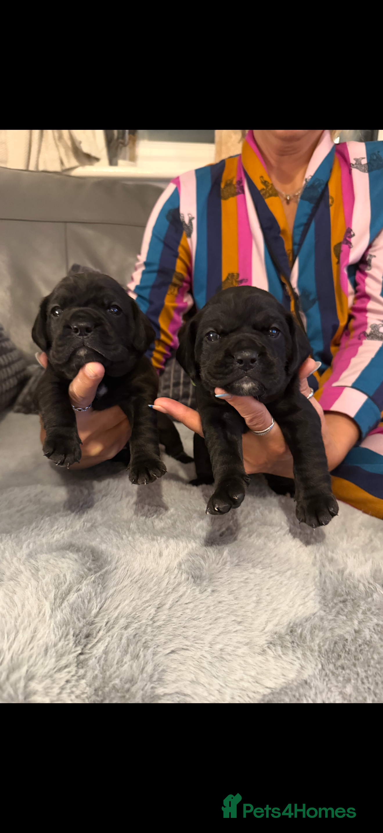 Mixed Breed dogs LAST REMAINING BLACK cockerbull puppies  - Advert 18