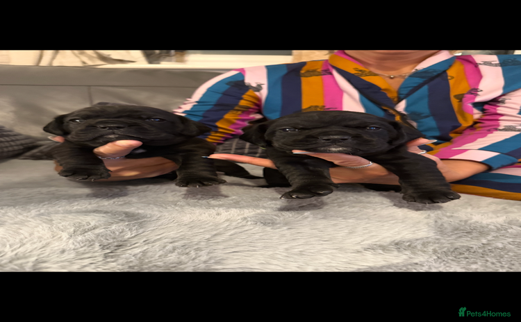 Mixed Breed dogs LAST REMAINING BLACK cockerbull puppies  - Advert 5