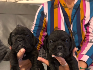 Mixed Breed dogs LAST REMAINING BLACK cockerbull puppies - Advert 7