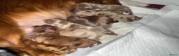 Miniature Dachshund dogs for sale: Long hair miniature dachshund  - Advert 15