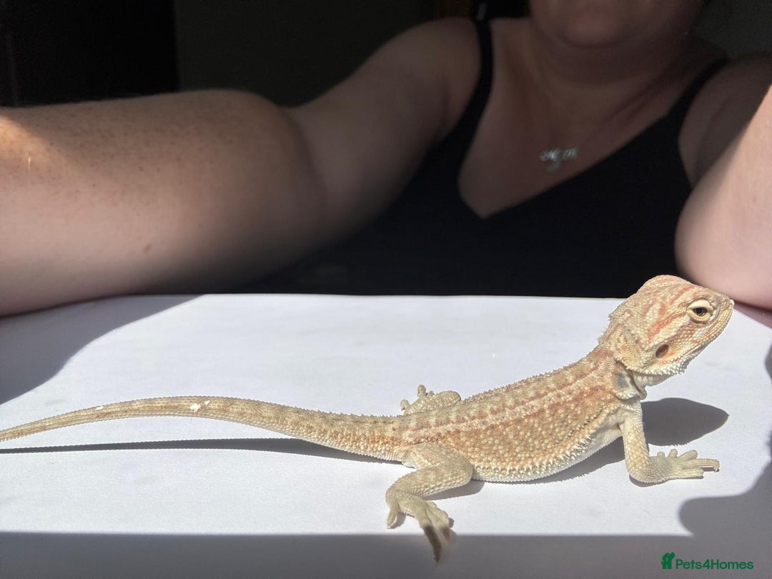 Bearded Dragon reptiles for sale: Baby beardies - Image 19