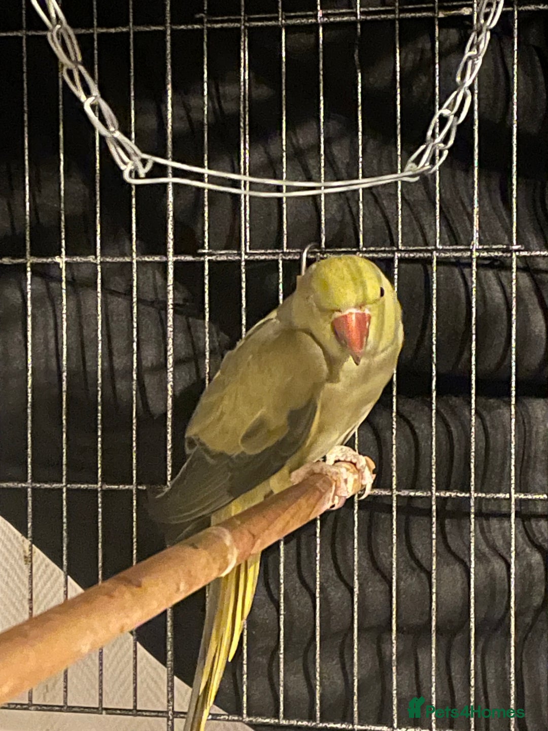 Ringnecks birds for sale: WHISTLING Ringneck  - Advert 4