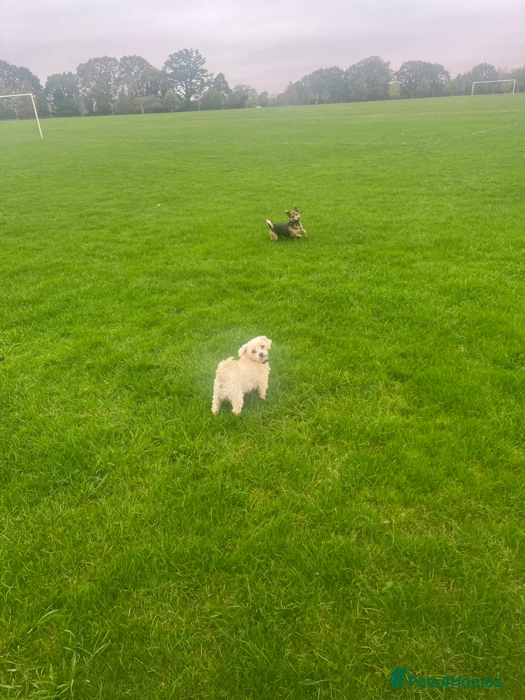 Cavachon dogs for sale: Loulou  - Advert 5