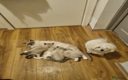 Ragdoll cats for sale: Ragdoll kittens  - Image 12