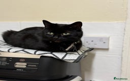 Mixed Breed cats for sale: Ready Now- Black and Tabby kittens, super friendly - Image 7