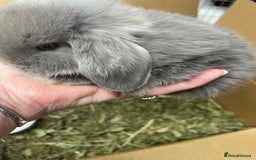 Mini Lop rabbits for sale: Stunning mini lops  - Image 2