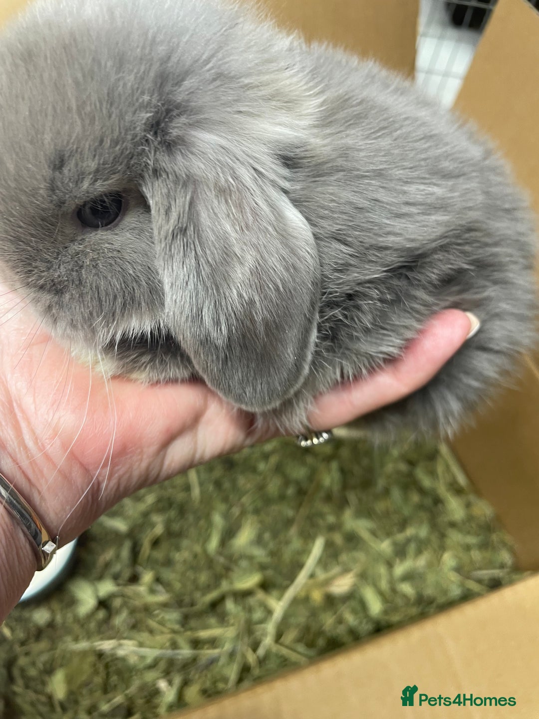 Mini Lop rabbits for sale: Stunning mini lops  - Image 2