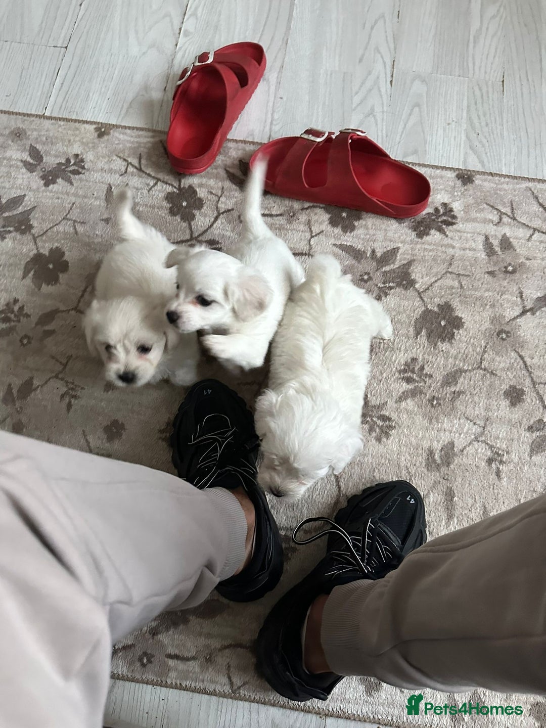 Bichon Frise dogs for sale: Bichon - Image 7