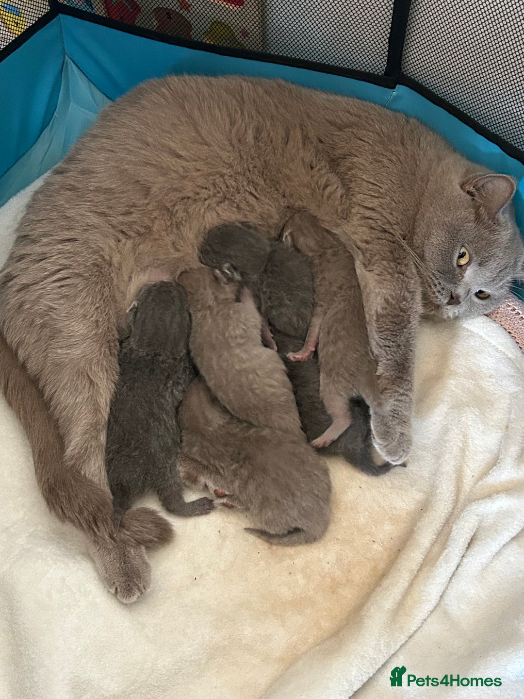 British Shorthair cats for sale: Beautiful British shorthair kittens - Advert 3