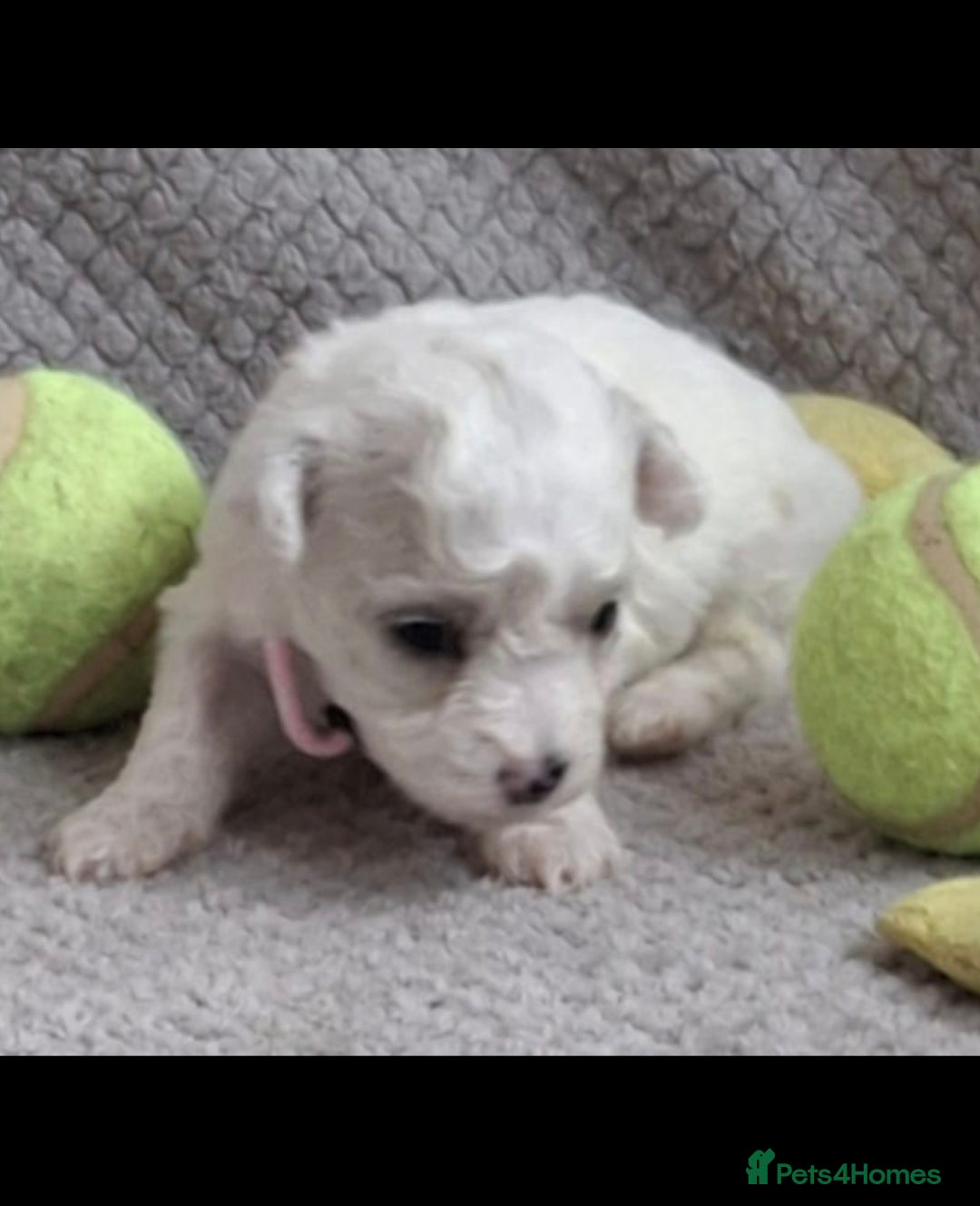 Bichon Frise dogs for sale: Beautiful Bichon Frise Litter 3M/1F – Puppy Pack - Image 6