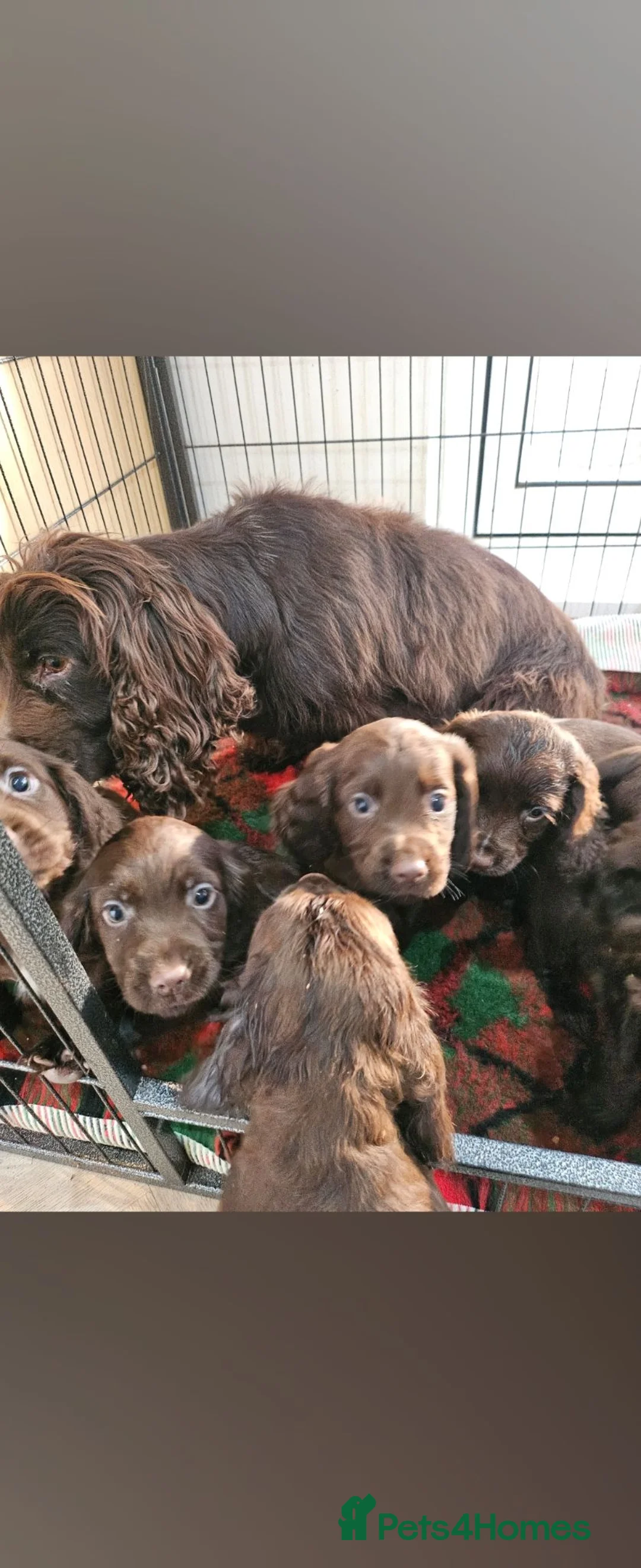 Cocker Spaniel dogs for sale: Health tested working cocker spaniels  in Durham - Advert 17