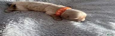 Gold Girl Cavapoo Orange