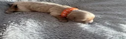 Cavapoo dogs for sale: 🧸⭐ F1 Health tested Cavapoos⭐🧸 - Advert 11