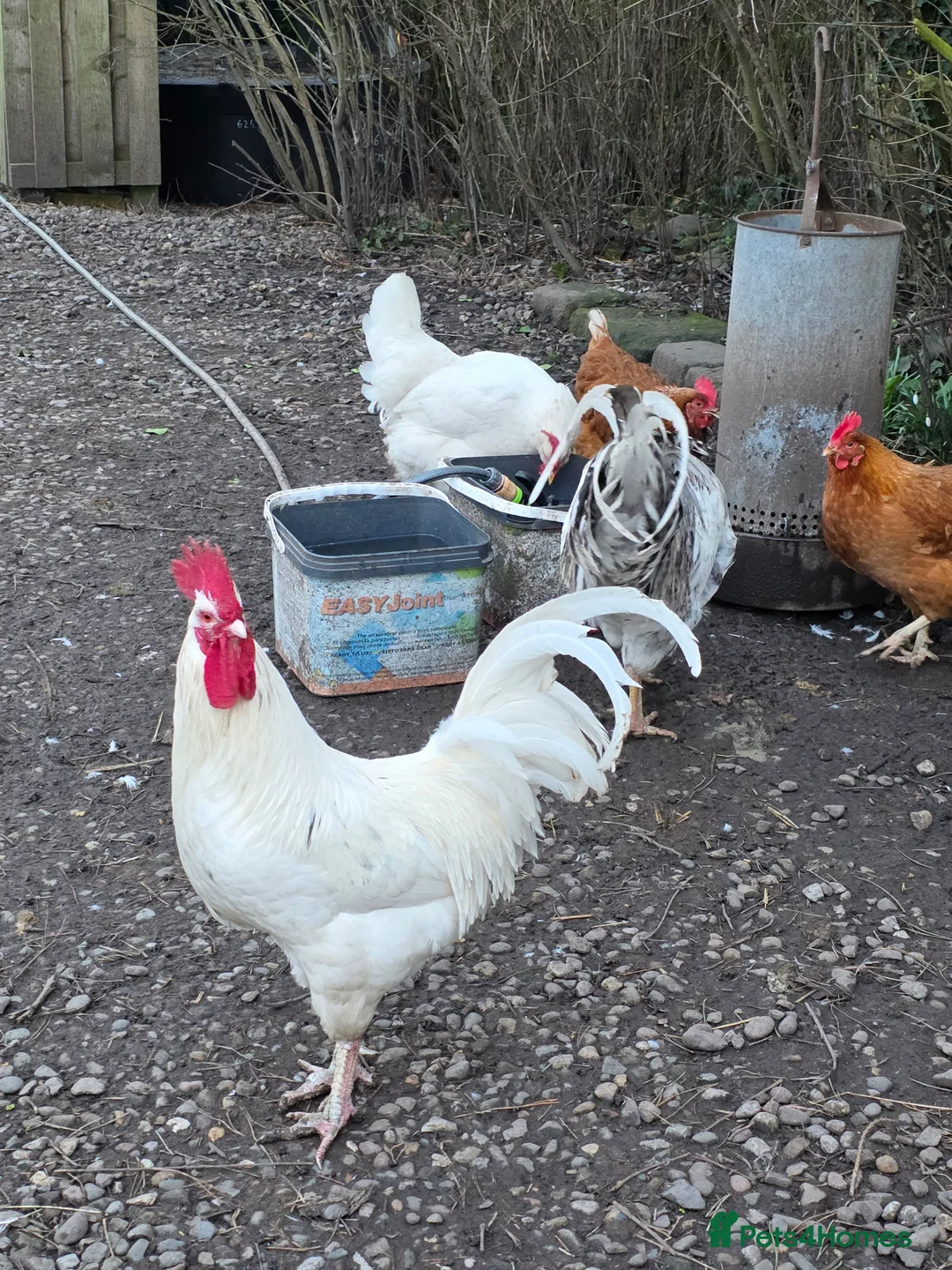 Mixed Breed poultry for sale: Cockerels needing a new home  - Advert 4