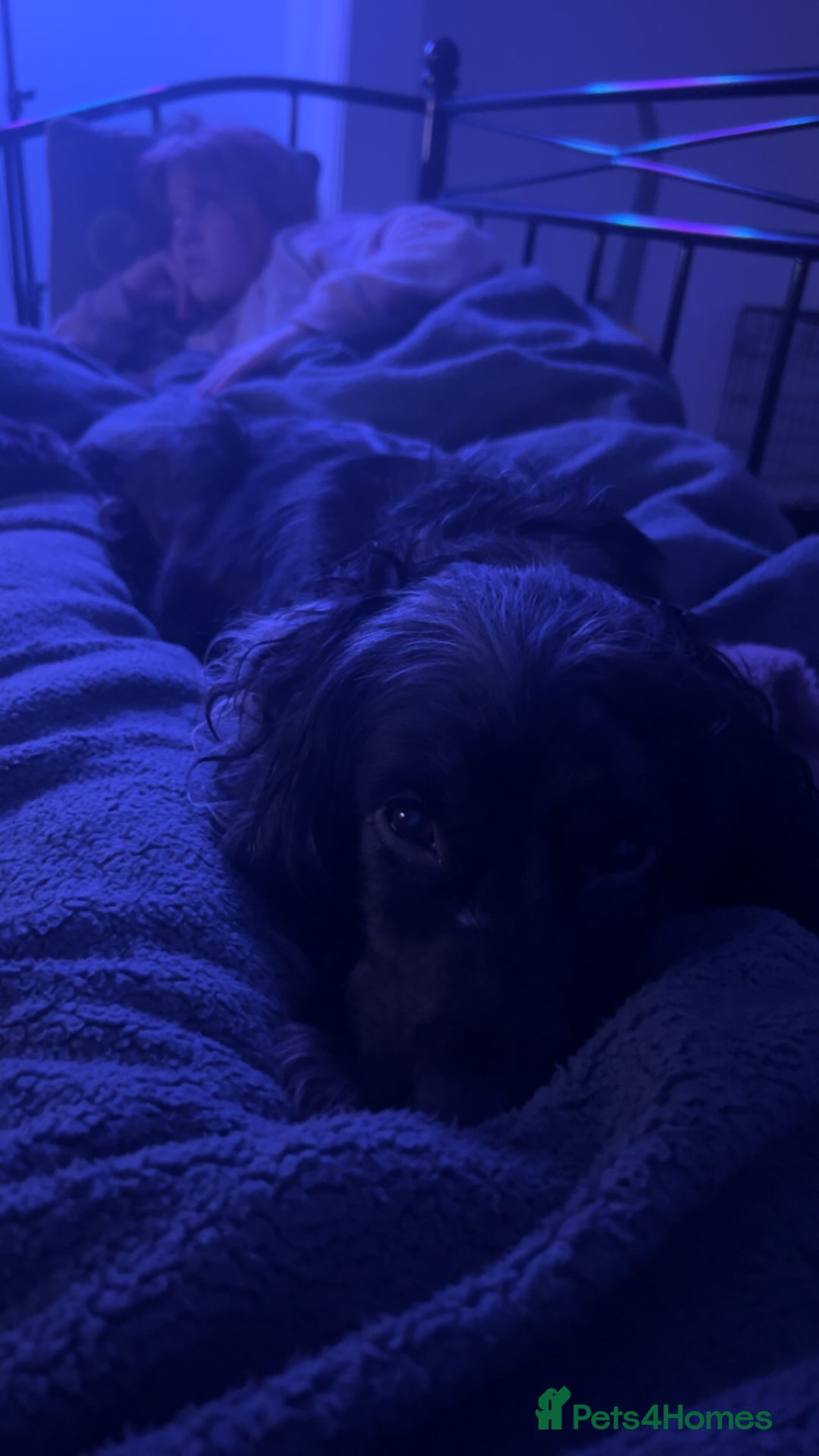 Cocker Spaniel dogs for sale: 2 year old female cocker spaniel  - Advert 2