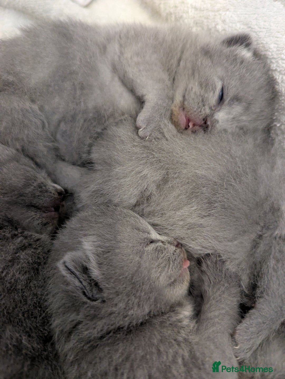 British Shorthair cats for sale: Purebred British shorthairs - Image 4