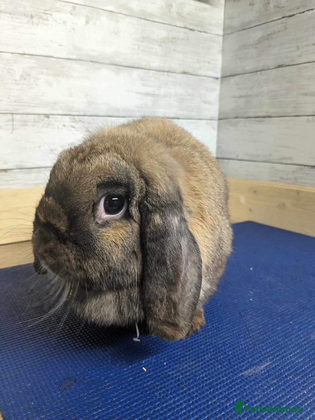 Mini Lop rabbits for sale: Spayed/neutered rabbits for adoption VAC rhd2 - Advert 6