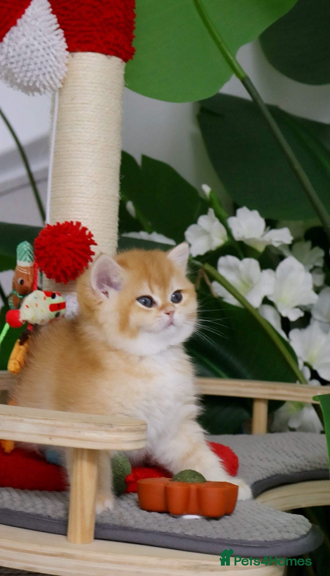 British Shorthair cats for sale: 🧿Luxurious Exclusive Golden BSH girl ready20.12 ✨ - Advert 4