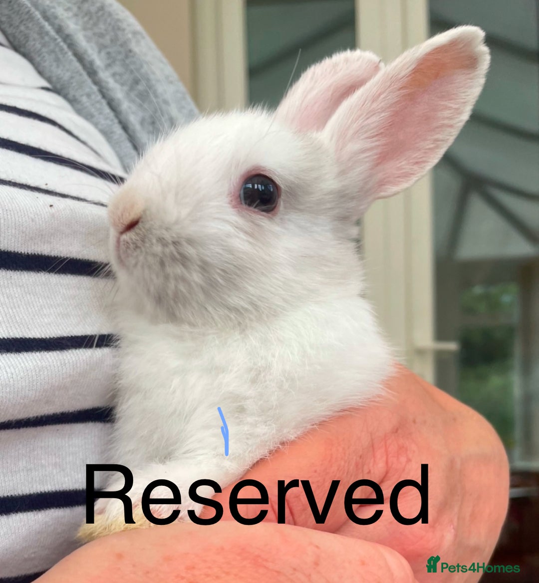 Lionhead rabbits for sale: Stunning Lionhead rabbits  - Image 5