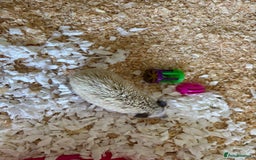 Pygmy Hedgehog rodents for sale: African Pygmy Hedgehog with Enclosure and Set Up - Image 3