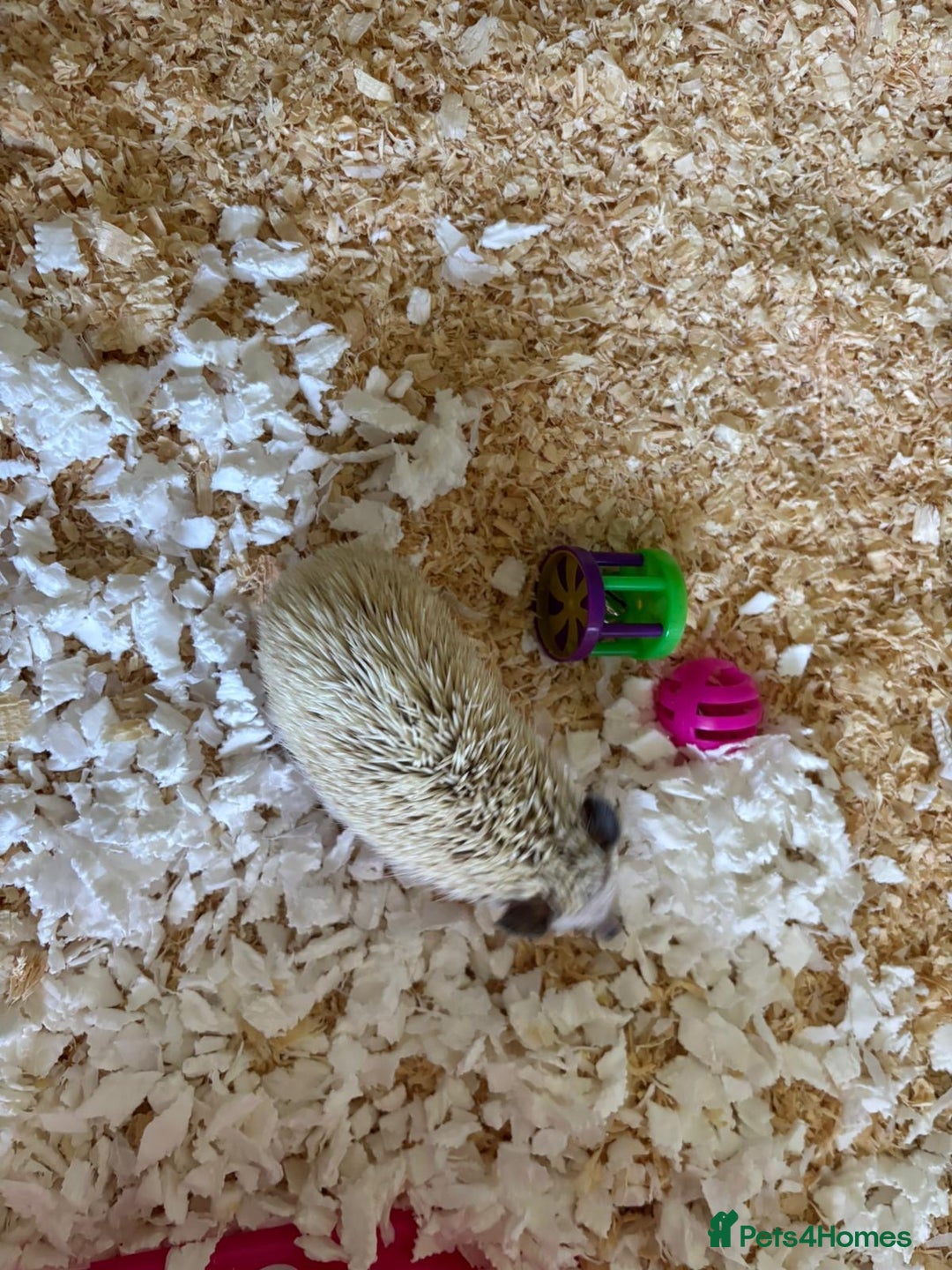 Pygmy Hedgehog rodents for sale: African Pygmy Hedgehog with Enclosure and Set Up - Image 3