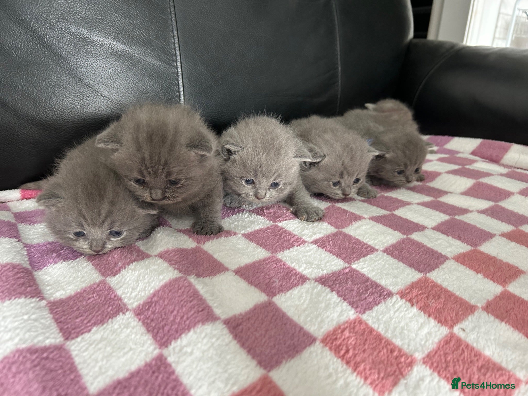 British Shorthair cats Gorgeous British shorthair kittens  - Advert 1