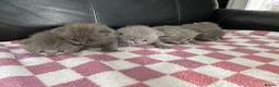 British Shorthair cats for sale: Gorgeous British shorthair kittens  - Advert 1