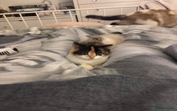 Mixed Breed cats for sale: Beautiful Ragdoll x British short kittens  - Advert 9