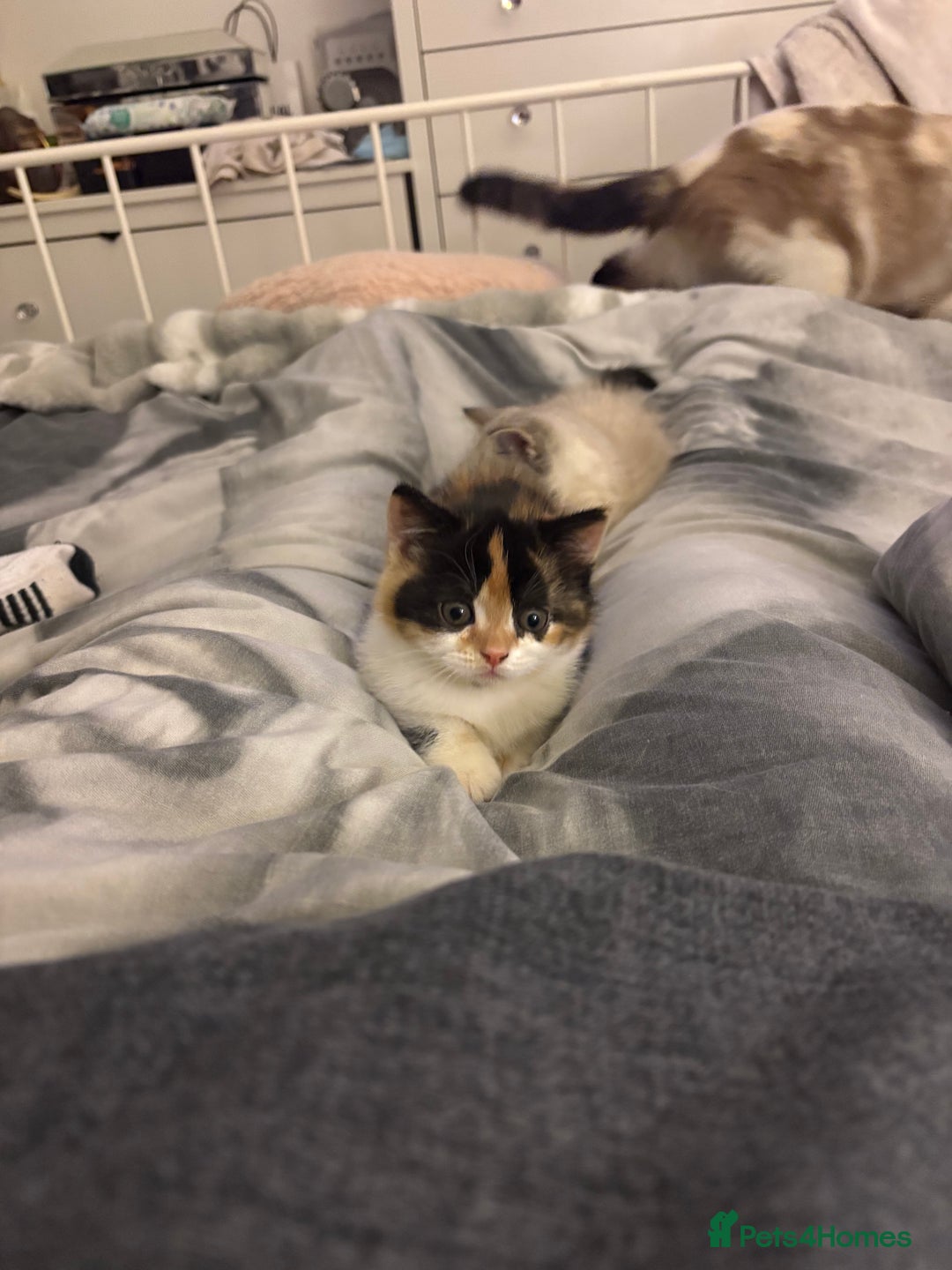 Mixed Breed cats for sale: Beautiful Ragdoll x British short kittens  - Advert 9