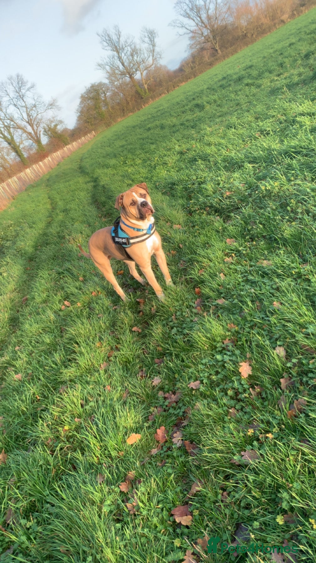 Mixed Breed dogs American bulldog Cross mastiff  - Advert 9