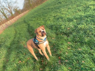 Mixed Breed dogs American bulldog Cross mastiff - Advert 9